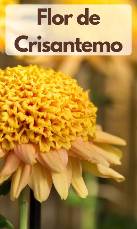 Flor de Crisantemo - Flores para Comer