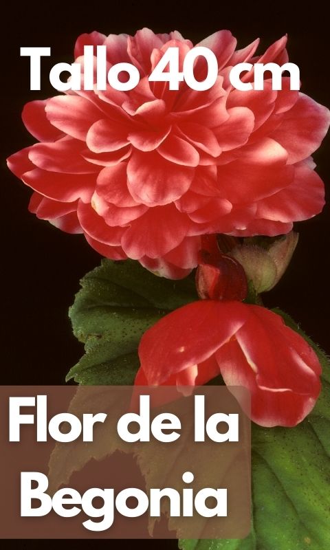 Flor de la Begonia - Flores para Comer