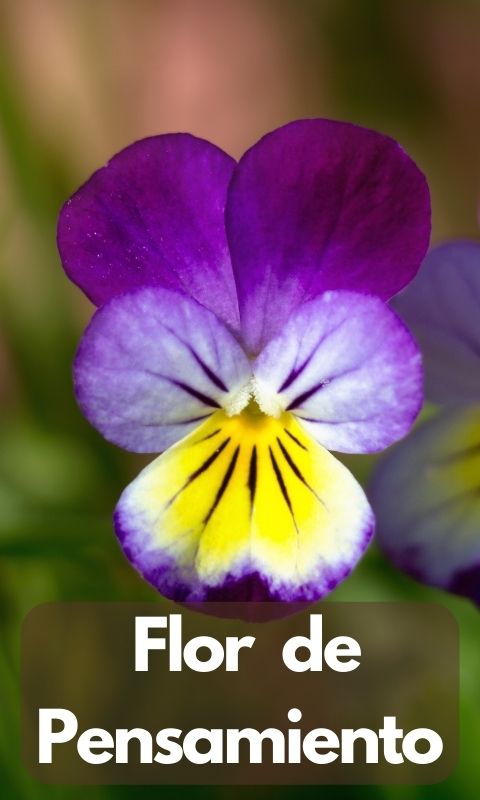 Flor de Pensamiento - Flores para Comer