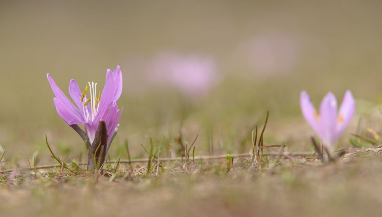 azafrán silvestre en un prado